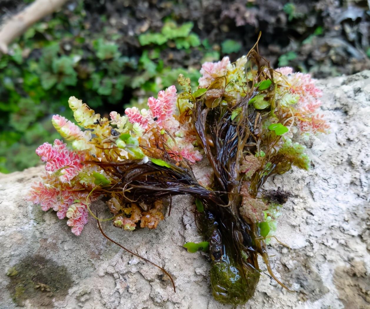 满江红是什么植物，有哪些用途 植物百科 第3张