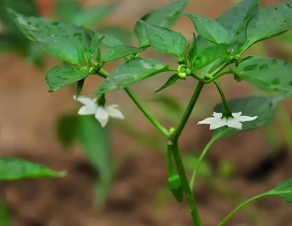 辣椒用什么肥料，辣椒施肥的正确方法和时间 绿植养护 第3张