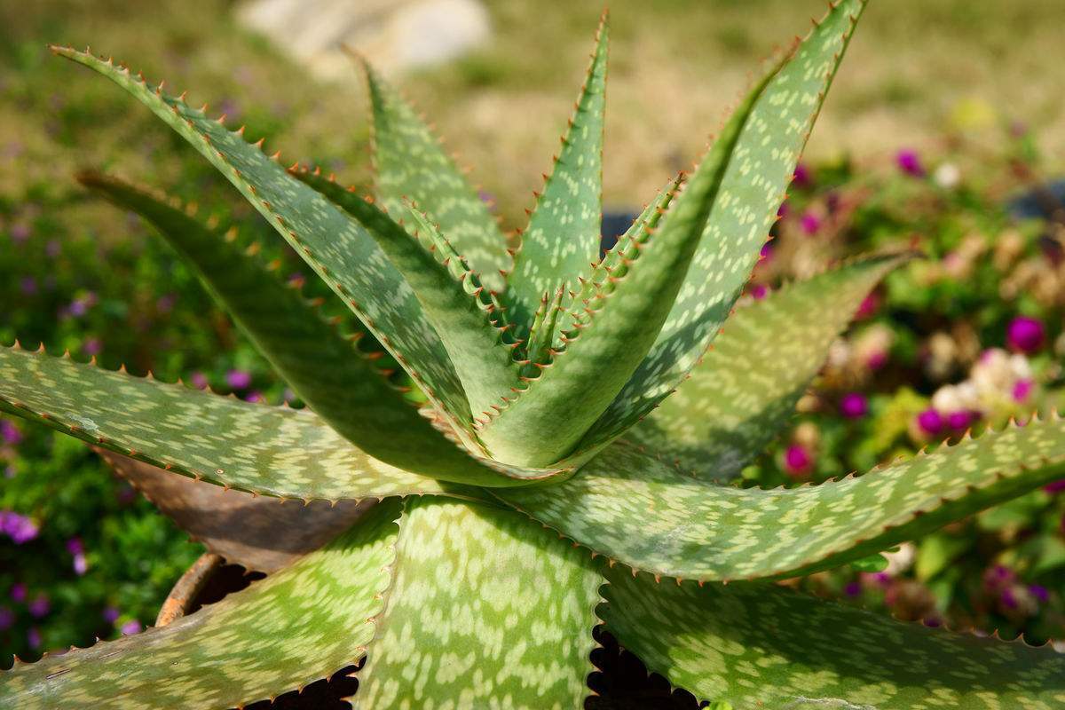 芦荟叶子发黄干瘪枯萎怎么办，需要剪掉吗？ 绿植养护 第2张