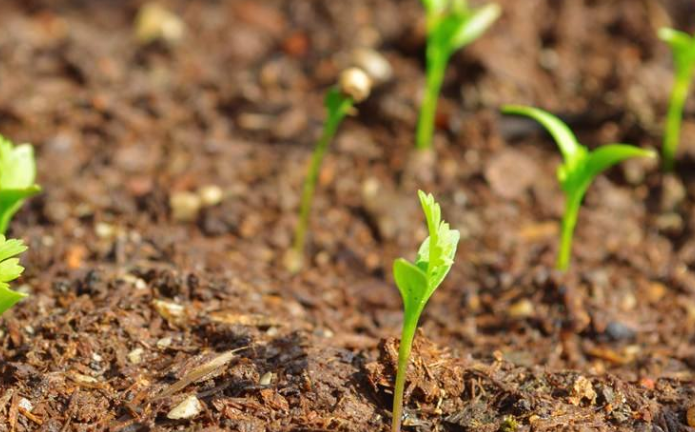 枇杷核怎么种植成枇杷树（枇杷树种植技术和管理） 绿植养护 第4张