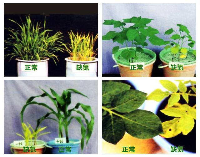 缺氮的植物有什么症状？ 绿植养护 第2张