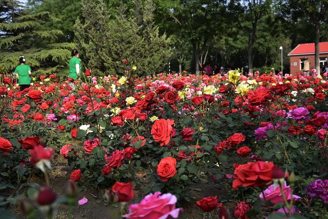 什么花不能浇阿司匹林（不能浇阿司匹林的植物有哪些） 养花知识 第2张