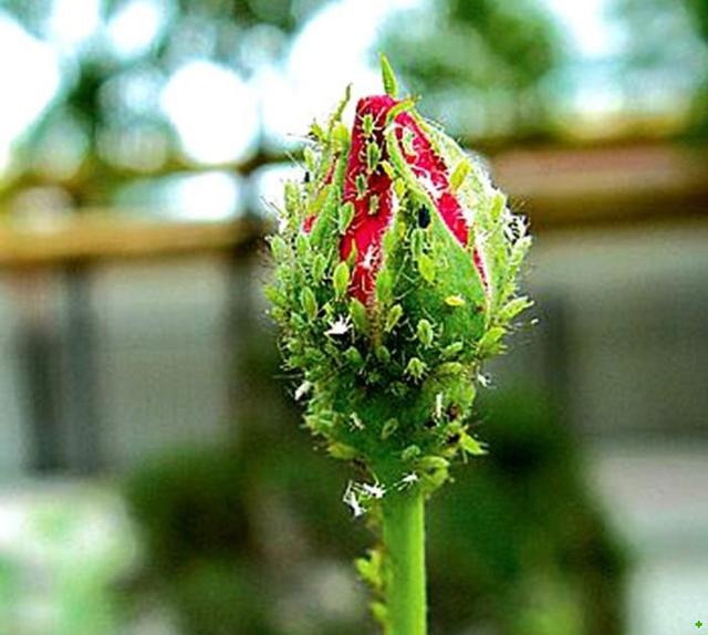 月季花生虫子用什么药（月季花除虫方法） 养花知识 第1张