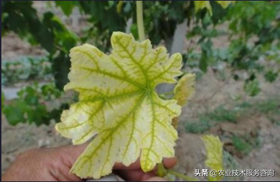 缺氮的植物有什么症状？ 绿植养护 第4张