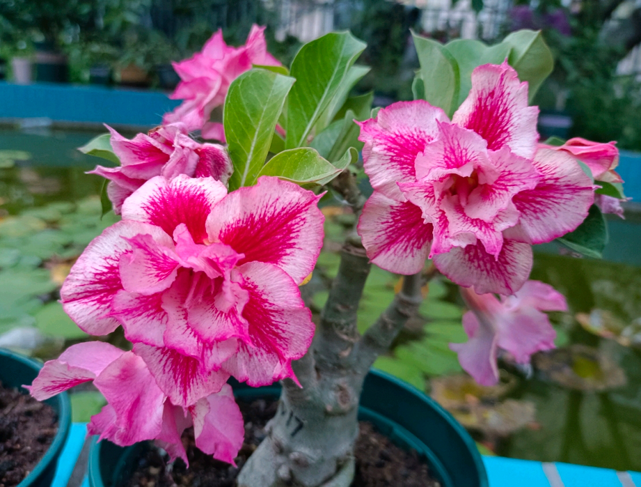 沙漠玫瑰什么时候开花（沙漠玫瑰花期） 养花知识 第3张