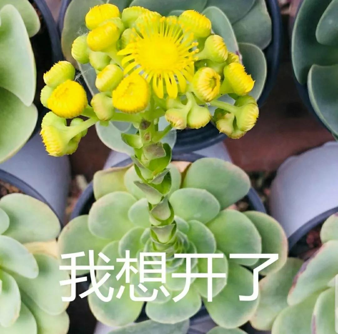 多肉开花代表什么寓意，有什么预兆 多肉植物 第10张