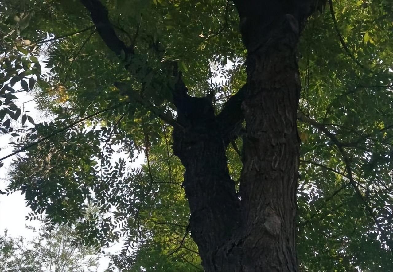 家种香椿树的忌讳（农村庭院种香椿树好不好） 植物百科 第3张