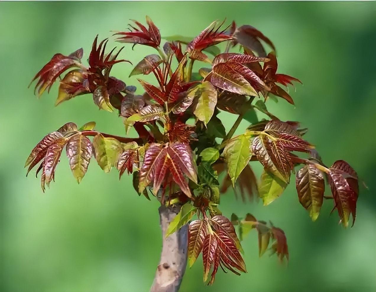 家种香椿树的忌讳（农村庭院种香椿树好不好） 植物百科 第1张