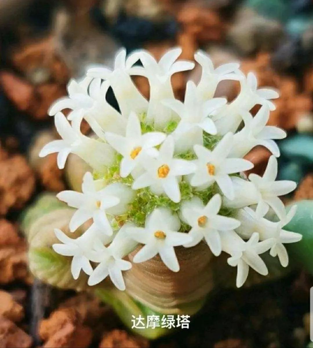 多肉开花代表什么寓意，有什么预兆 多肉植物 第20张