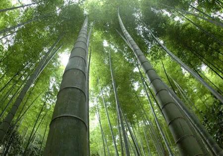 竹子有什么品质 植物百科 第1张