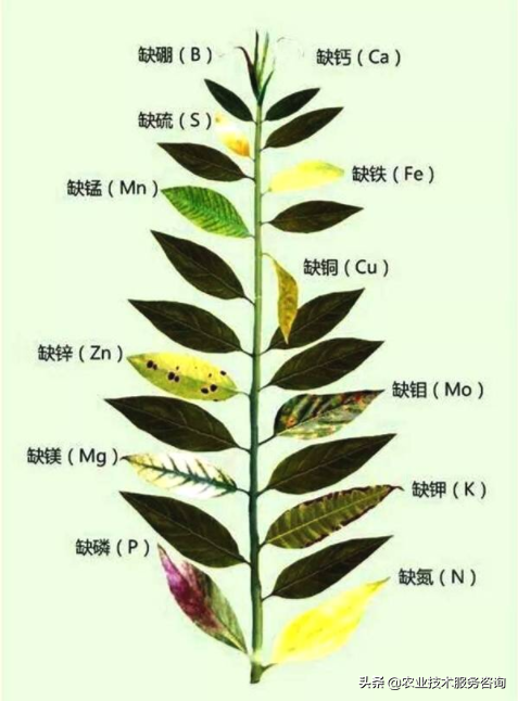 缺氮的植物有什么症状？ 绿植养护 第3张