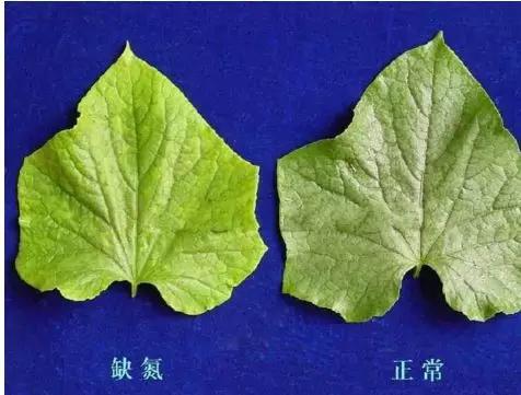 缺氮的植物有什么症状？ 绿植养护 第1张