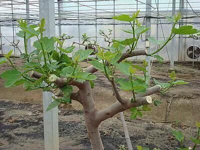 無花果樹怎麼修剪(無花果樹修剪時間和方法) 綠植養護 第4張