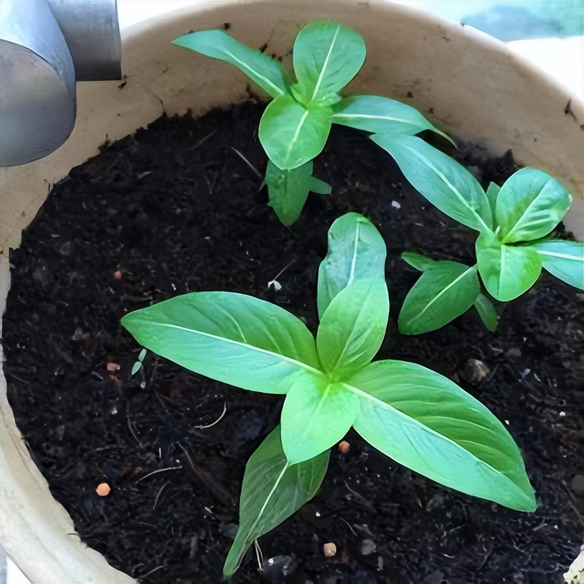 长春花的种子几月份种植好，长春花的播种繁殖方法 养花知识 第1张