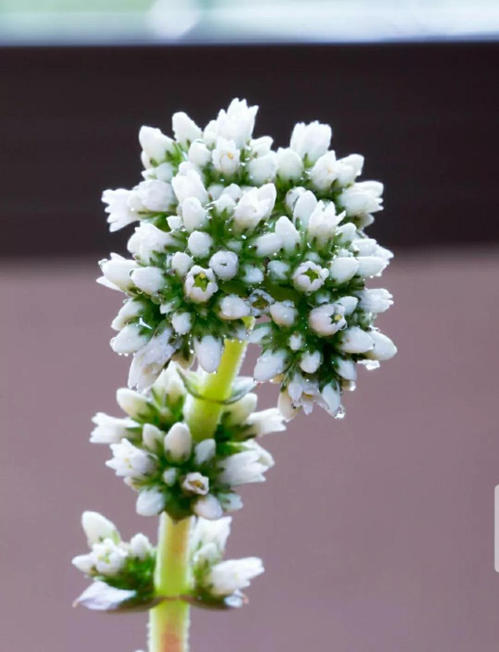 多肉开花代表什么寓意，有什么预兆 多肉植物 第51张