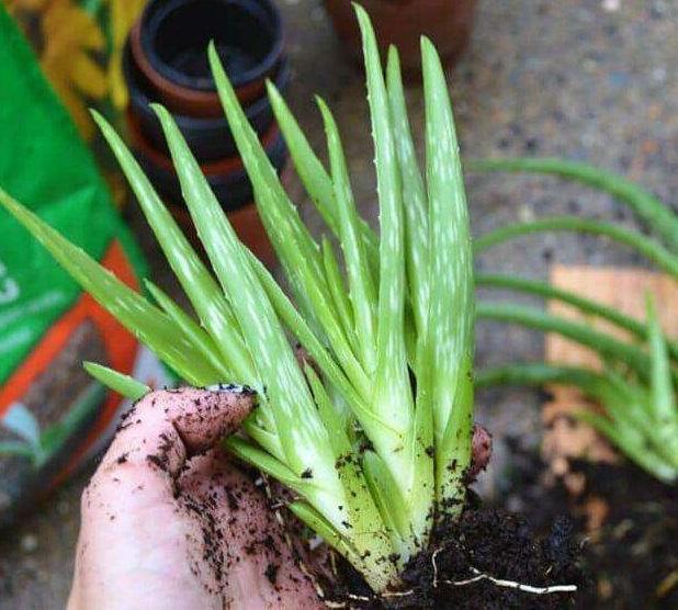 芦荟叶子发黄干瘪枯萎怎么办，需要剪掉吗？ 绿植养护 第6张