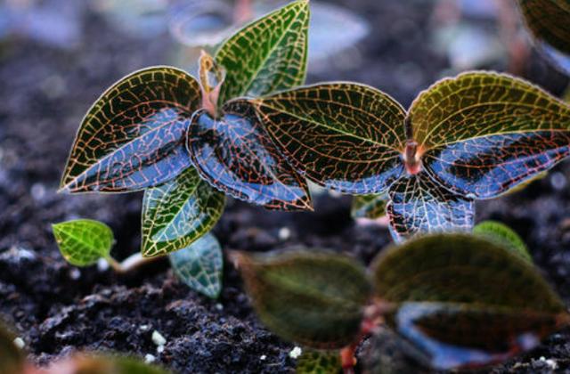 金线莲是什么植物，有什么药用价值 植物百科 第1张