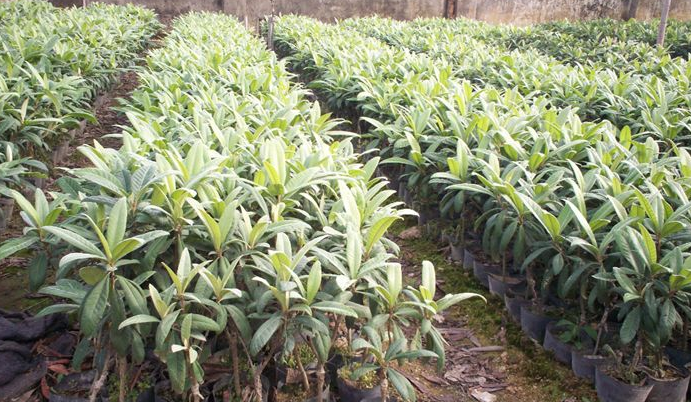 枇杷核怎么种植成枇杷树（枇杷树种植技术和管理） 绿植养护 第5张
