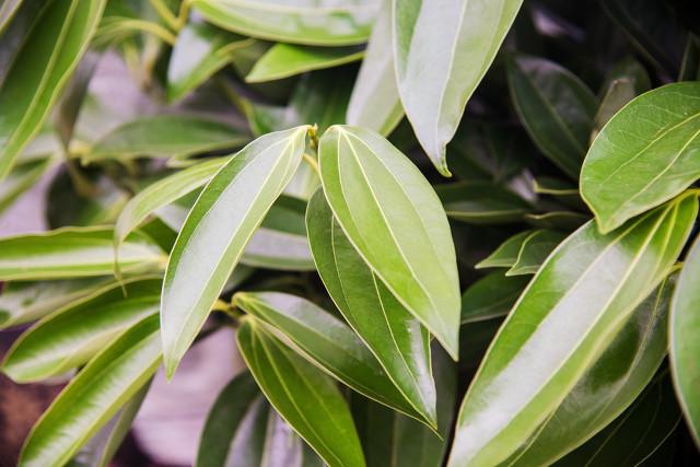 一进门见到什么植物好？ 植物百科 第3张