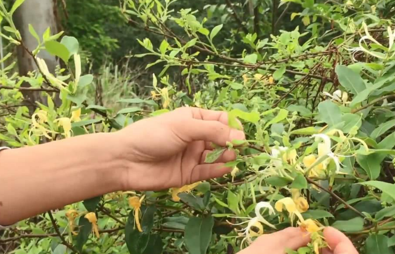 金银花怎么烘干（金银花晒干的方法） 植物与健康 第2张