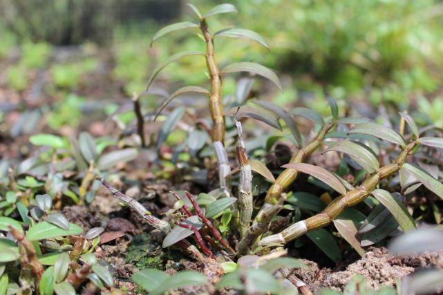 铁皮石斛种植技术（铁皮石斛怎么家养） 绿植养护 第5张