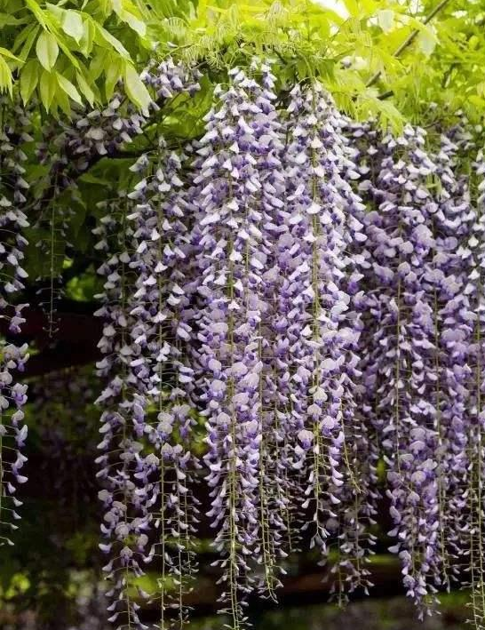 紫藤花期是几月到几月（紫藤花什么时候开花） 养花知识 第2张