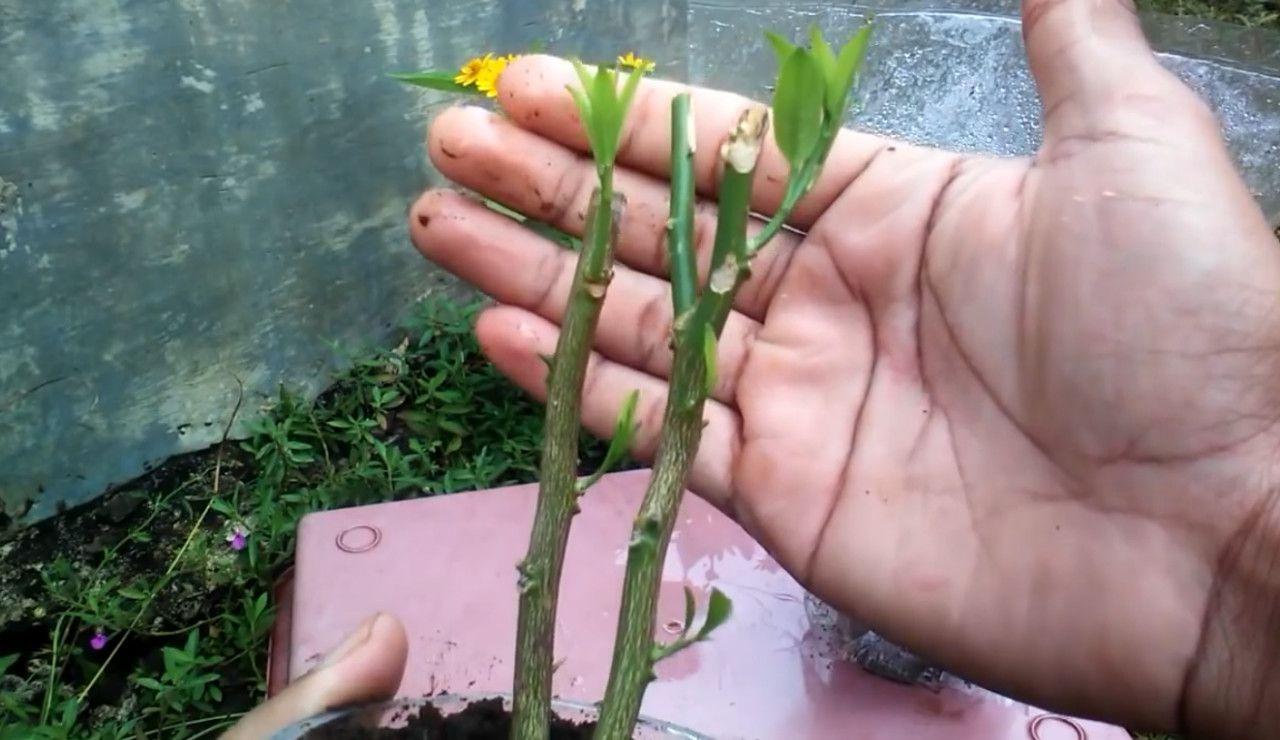 芦荟叶子能插活吗（芦荟的扦插繁殖和注意事项） 绿植养护 第3张