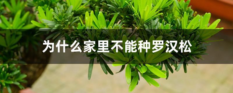 罗汉松种在家里禁忌（为什么家里不能种罗汉松） 绿植养护 第1张