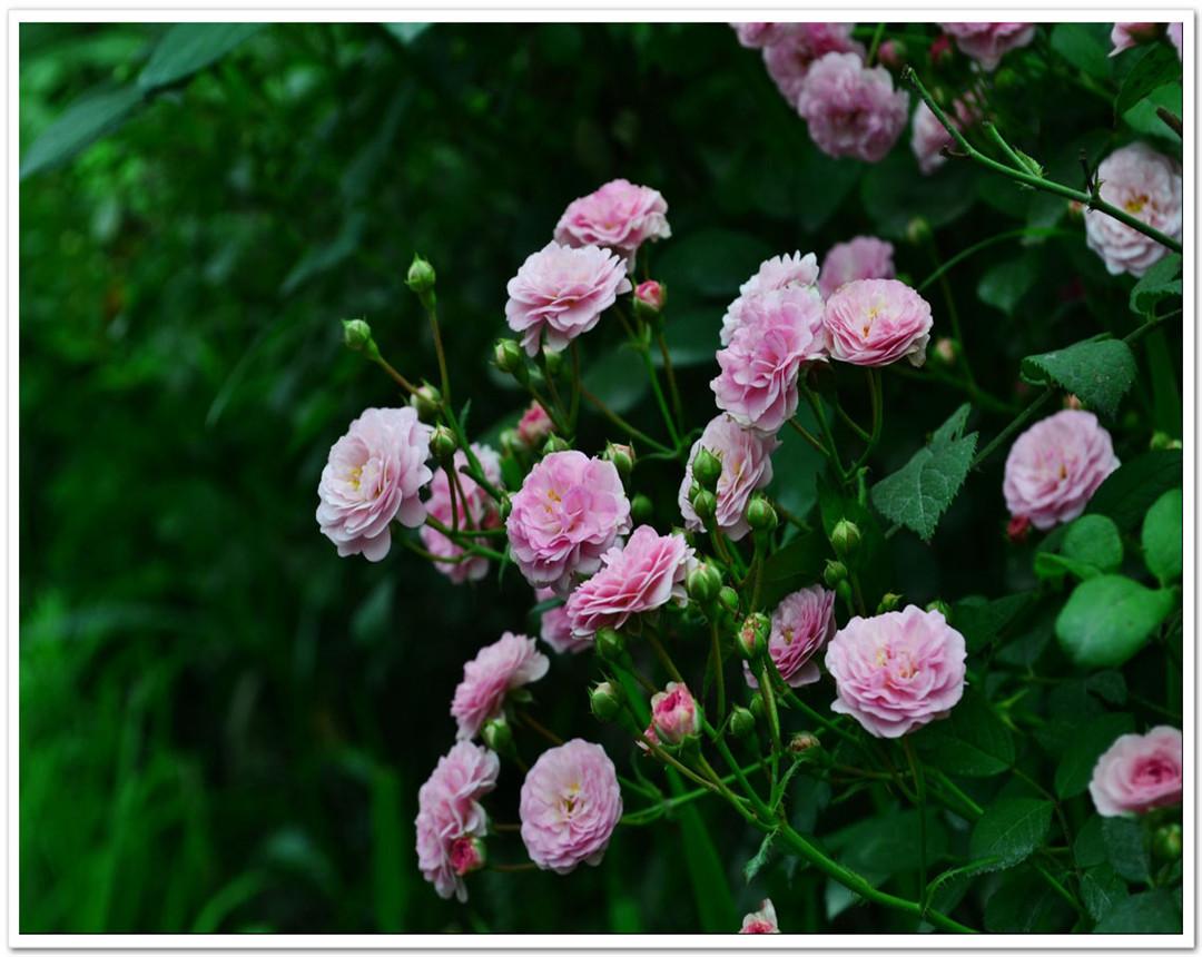 蔷薇花花期多长时间（蔷薇花的花期养护方法和注意事项） 养花知识 第5张
