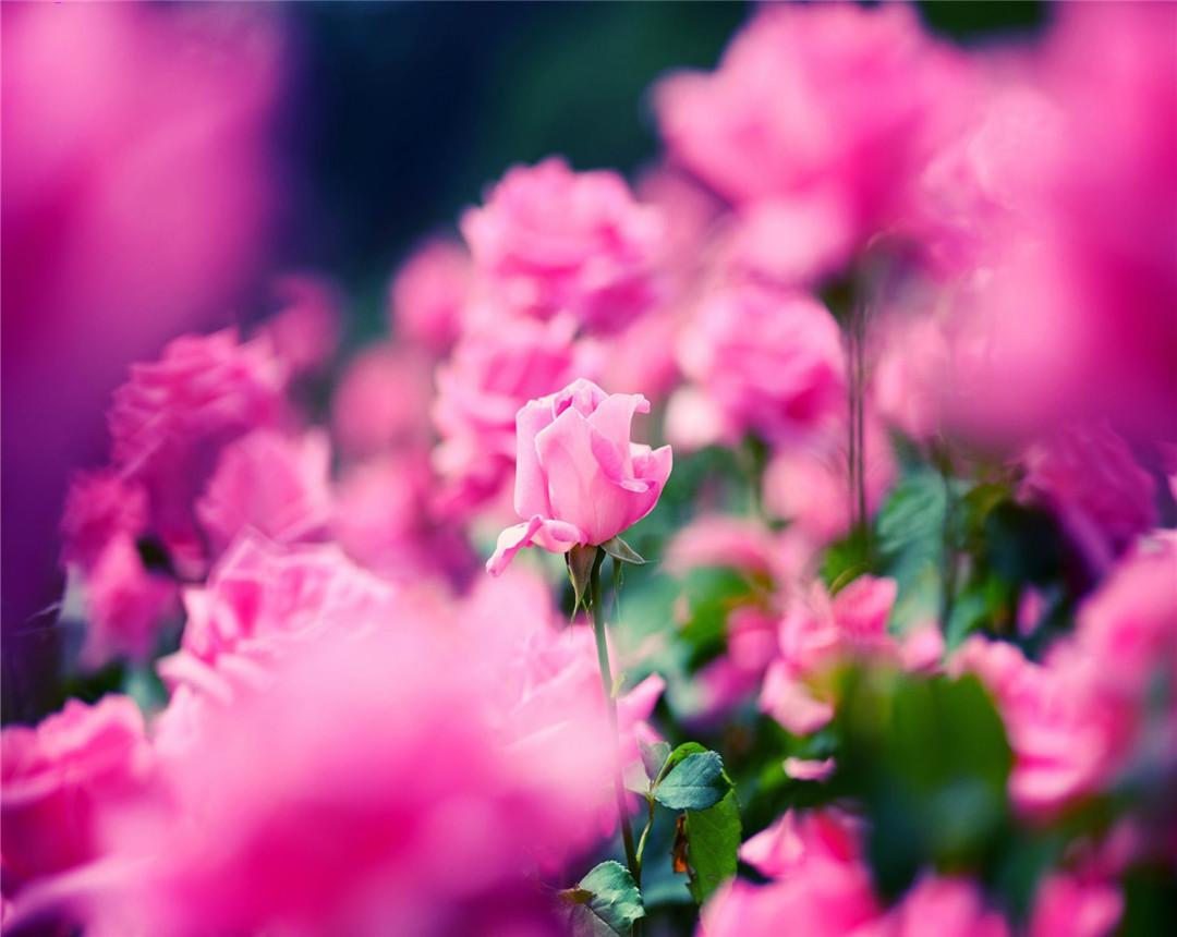 蔷薇花花期多长时间（蔷薇花的花期养护方法和注意事项） 养花知识 第2张