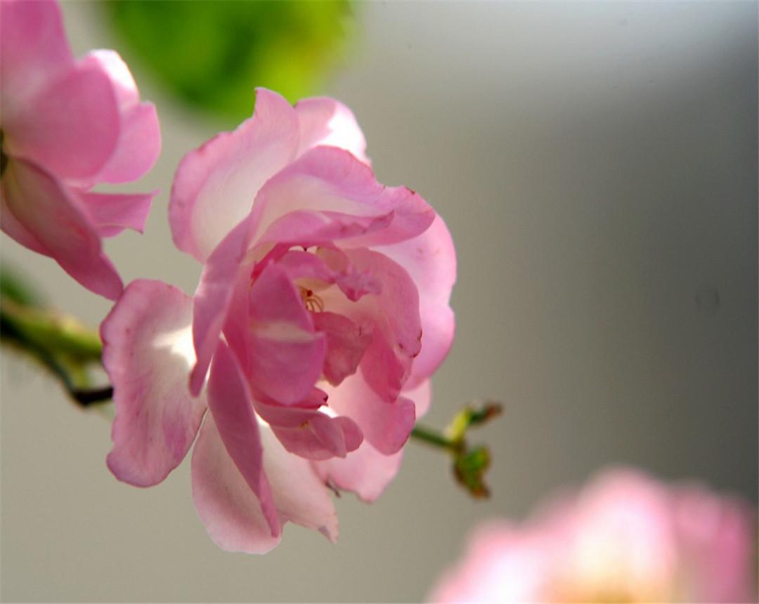 蔷薇花花期多长时间（蔷薇花的花期养护方法和注意事项） 养花知识 第1张