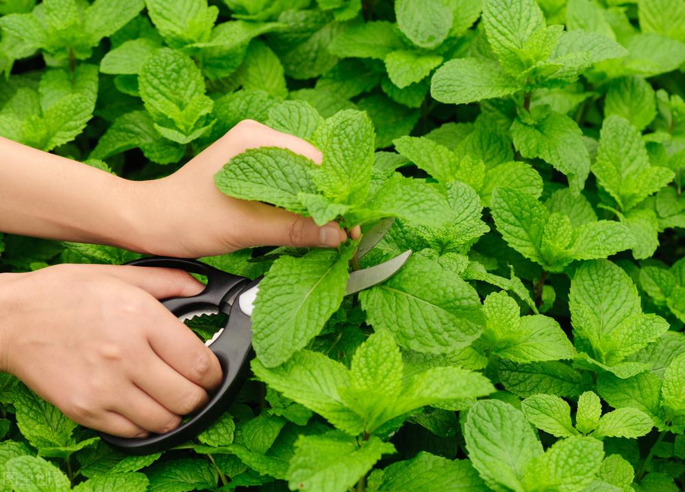 薄荷种子种植方法步骤 绿植养护 第1张