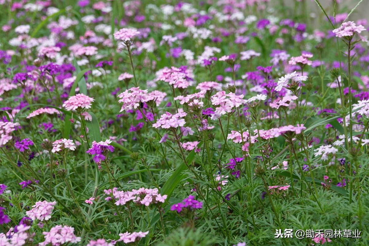 美女樱种子的种植方法和时间（美女樱种植技术要点） 养花知识 第3张