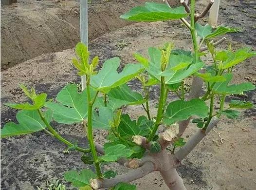 無花果樹怎麼修剪(無花果樹整形修剪方法圖解) 綠植養護 第2張