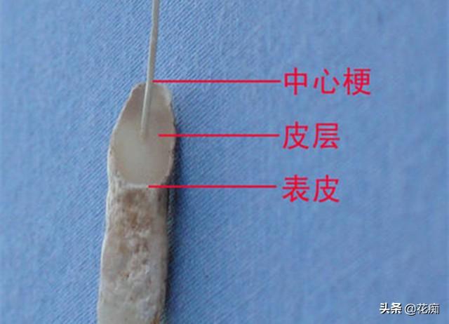 兰花根烂掉了怎样才能发新根（兰花烂根空根处理方法） 养花知识 第6张