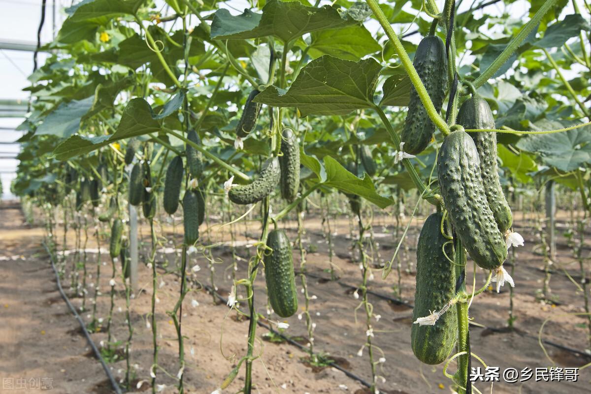 黄瓜的种植方法（黄瓜栽培技术和管理要点） 绿植养护 第4张