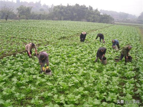 儿菜的种植方法及时间（儿菜种植技术和管理方法） 绿植养护 第6张