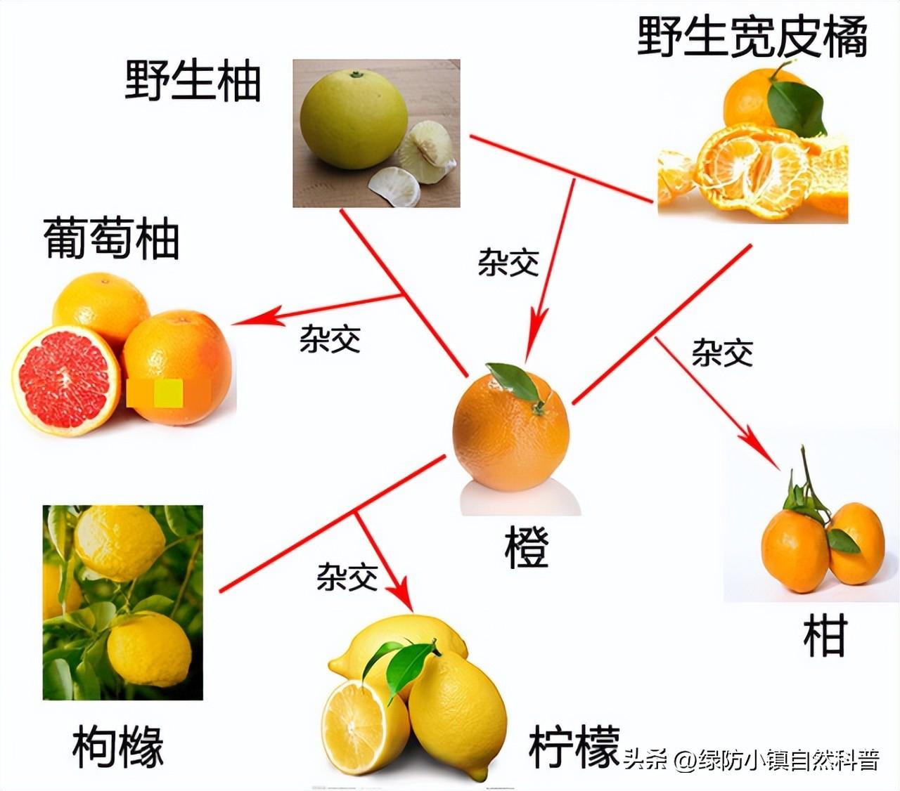 枳和橘的区别（枳和橘是不是一个植物） 植物百科 第3张