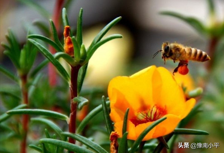 太阳花为什么不开花（太阳花不开花的原因和治理方法） 养花知识 第1张