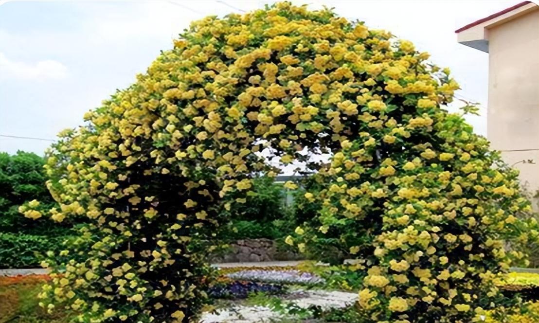 院子里种木香风水好吗如何养（木香花的种植养护方法） 养花知识 第3张