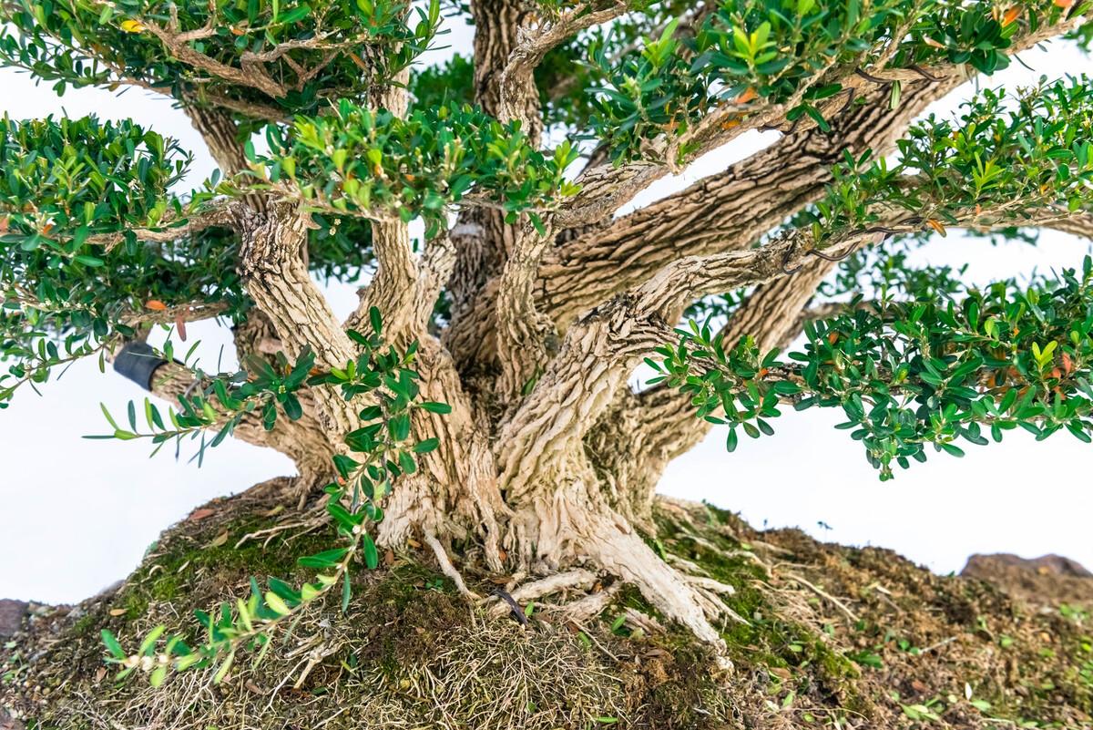 盘点庭院十大吉祥之树（家里种这10种树风水最好） 植物百科 第14张