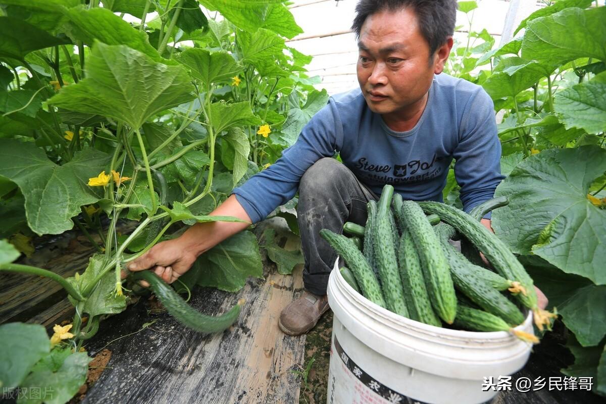 黄瓜的种植方法（黄瓜栽培技术和管理要点） 绿植养护 第9张