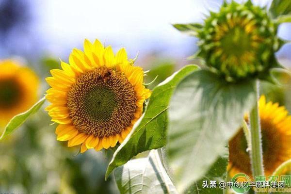 向日葵花的花期有多长（向日葵花什么季节开） 绿植养护 第3张