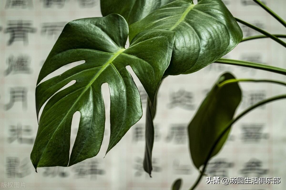 客厅电视两边摆什么植物旺财（6种宜养在客厅旺财的植物花卉） 植物百科 第8张