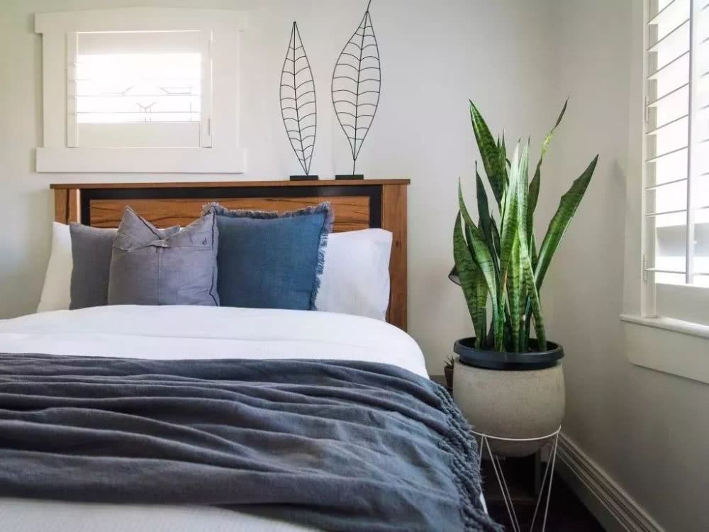 卧室放什么花对身体健康最好（3种净化空气的室内植物推荐） 植物与健康 第5张