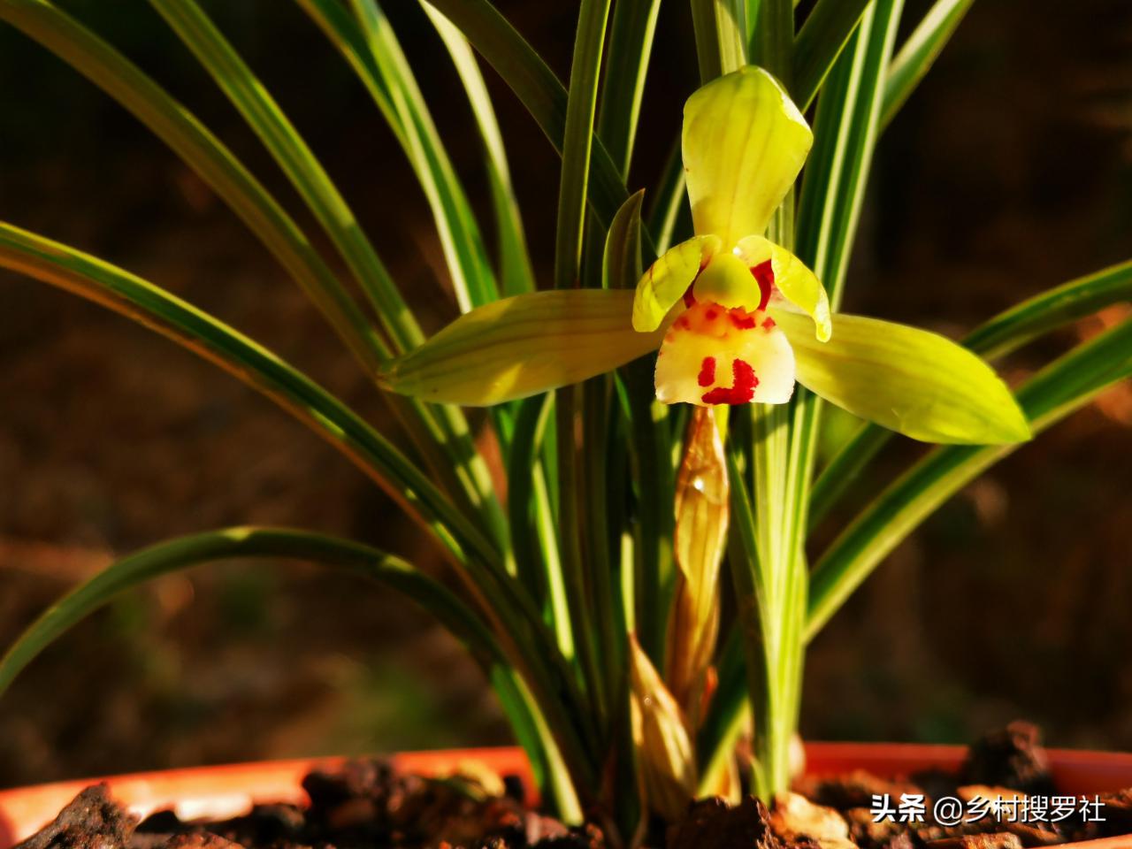 兰花不开花是什么原因（兰花开花具备的条件） 养花知识 第11张