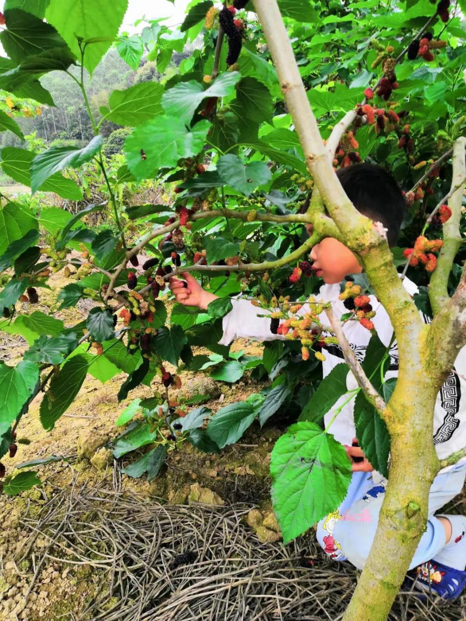 桑葚树苗怎样种植（桑葚树种植方法） 绿植养护 第5张