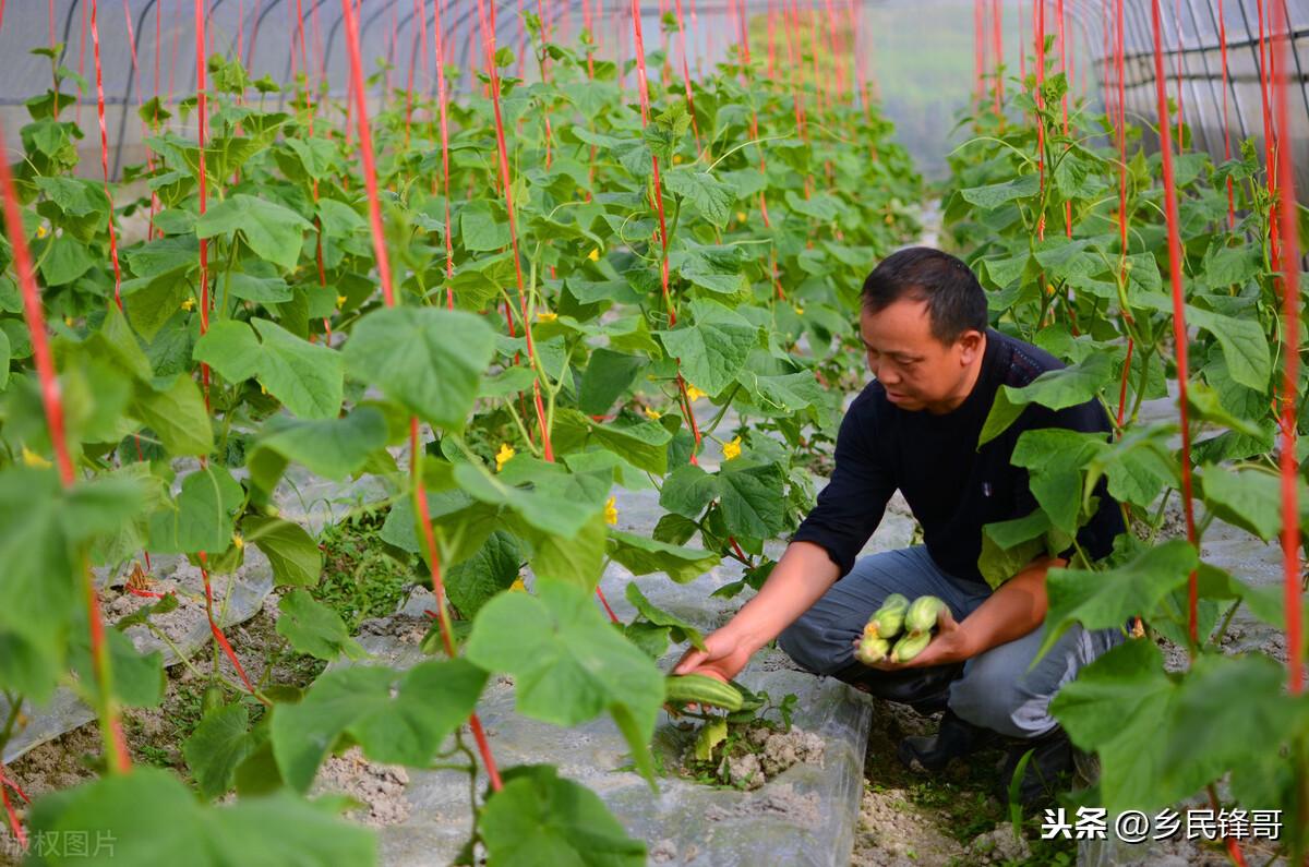 黄瓜的种植方法（黄瓜栽培技术和管理要点） 绿植养护 第8张