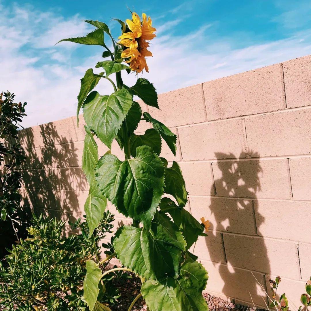 为什么向日葵总是向着太阳呢（向日葵总是面向太阳的原因） 植物百科 第6张