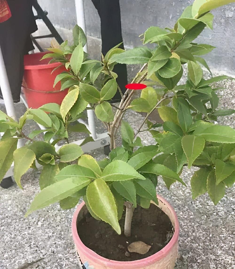 茶花树怎么养才长得好（茶花树花开败后养护方法） 养花知识 第6张